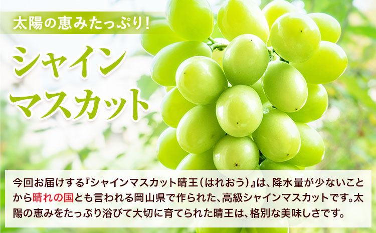 【2025年先行予約】シャインマスカット晴王 はれおう 1房入り(700g以上) 化粧箱入 株式会社山博(中本青果)《2025年8月下旬-10月上旬頃出荷》岡山県 浅口市 ぶどう ブドウ マスカット 