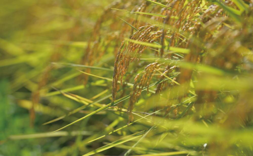 【定期便令和7年産新米予約】関智晴がつくる南魚沼塩沢産コシヒカリ ５kg×全９回 減農薬栽培米【2025年9月中旬より順次発送予定】