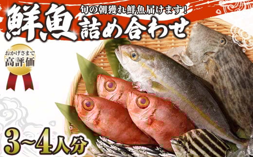 旬の朝獲れ鮮魚詰め合わせ【以布利定置網　漁師直送】鮮魚 ボックス セット おまかせ 魚介 海鮮 魚 魚介類 海鮮セット 新鮮 天然 詰め合わせ【S00818】