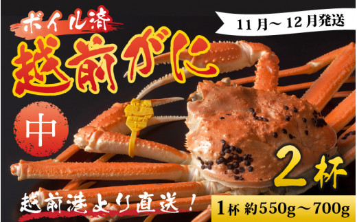 【先行予約】越前港より直送！ 越前がに 中 (約550g～700g) 2杯※発送前に在宅確認の電話連絡をいたします!【11月～12月発送予定】 ズワイガニ ずわいがに ズワイ蟹 越前ガニ ボイル 刺身 蟹 鍋 しゃぶしゃぶ 冷蔵  カニ 鍋 海鮮 かに福井県 南越前町 送料無料