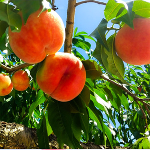 【 先行予約 】数量限定 特選 桃 2kg 桃 桃 桃 桃