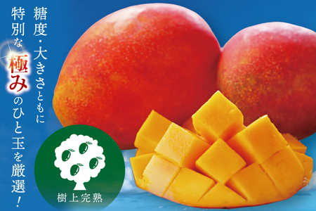 【2026年7月より順次発送】豊見城産マンゴー『殿内之宝(どぅんちのたから)』約2kg(ご家庭用)｜マンゴー フルーツ 果物 くだもの 先行予約 完熟マンゴー 沖縄フルーツ 家庭用 おきなわ 沖縄 沖