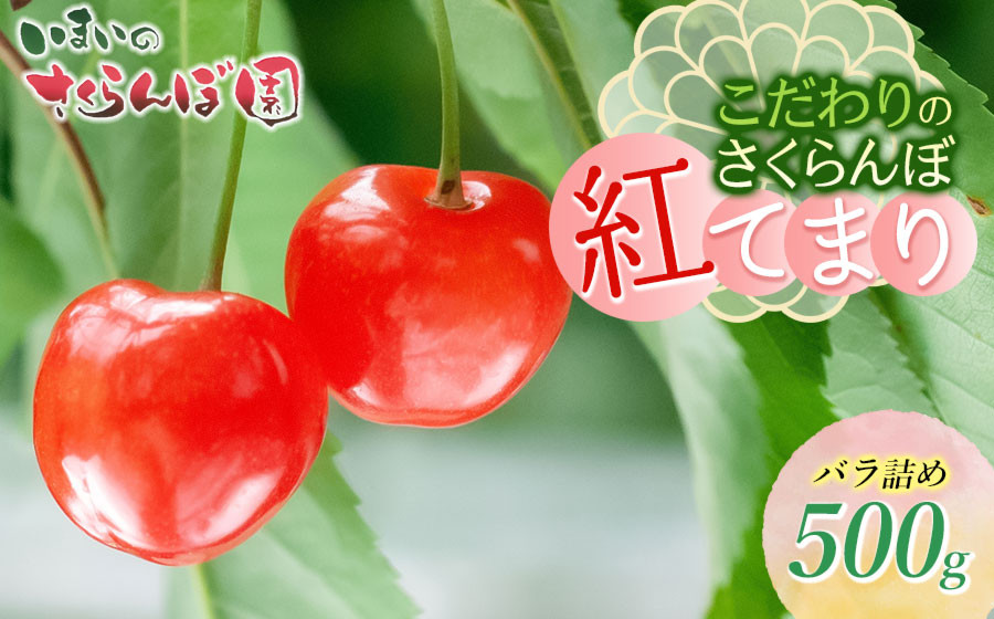 
                  【令和9年産先行予約】こだわりのさくらんぼ「紅てまり」（Lサイズ以上）バラ詰め 500g いまいのさくらんぼ園 K-935
                