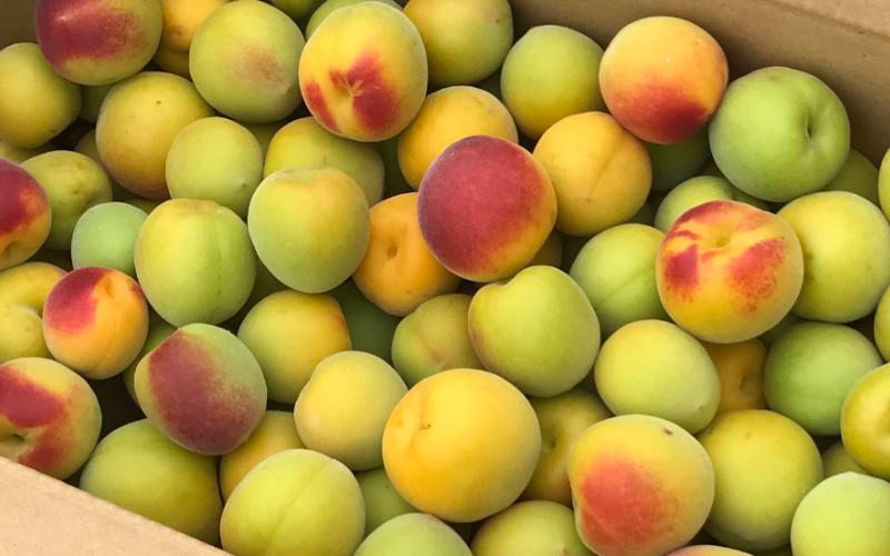 
            【2026年分先行予約】完熟梅 紀州南高梅 10kg サイズ混合（箱込み）※2025年6月中旬～順次発送予定 / 35000円 3万円 田辺市 果物 果実 くだもの かじつ 梅 生梅 梅干し うめぼし 梅酒 梅ジュース 梅シロップ 手作り 自家製 新鮮 収穫日発送 【sny007】
          