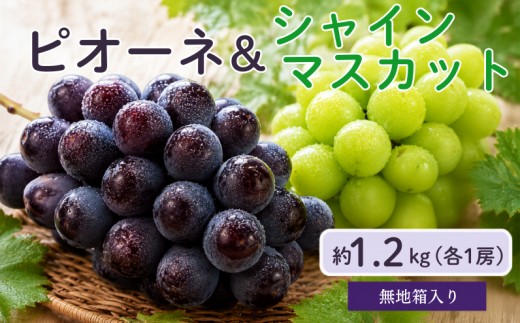 ピオーネ1房とシャインマスカット1房 約1.2kg 2房 岡山県新見市 大原観光果樹園 【先行予約 2026年9月中旬から順次発送】
