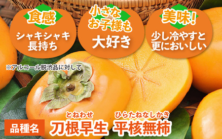 【先行予約】厳選！種なし！スッキリ甘みの越前柿 18個入 ／ 果物 フルーツ 産地直送 期間限定 ※2025年10月下旬以降準備出来次第発送 [aw031-a003]