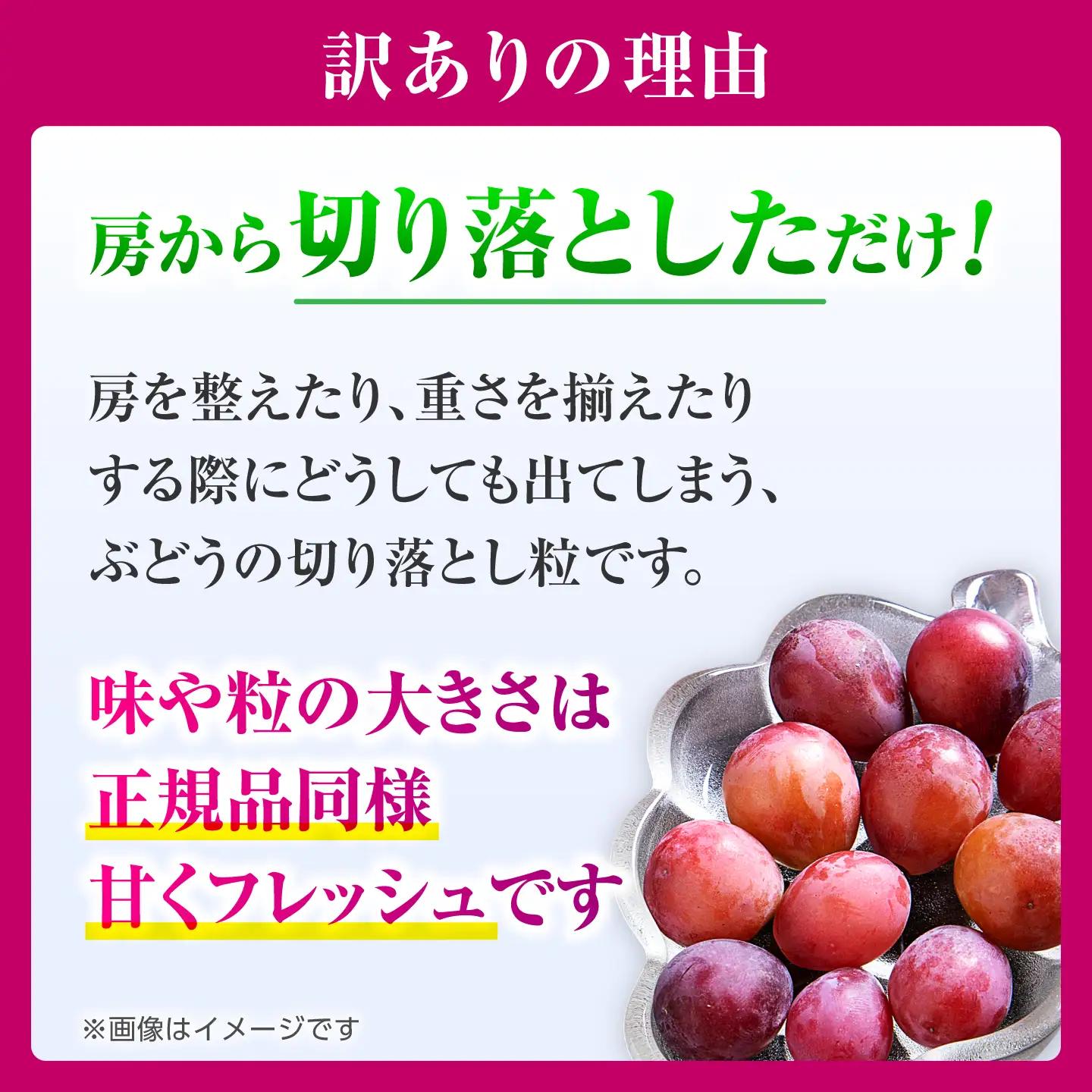 【2027年発送先行予約】【2回定期便】　訳あり クイーンニーナ ぶどう 切り落とし 約700g  【合同会社 社方園】[ZBZ044]