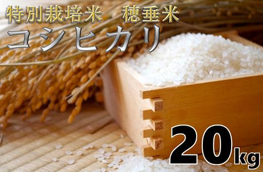 
                  米　精米　白米　特別栽培米　穂垂米　「コシヒカリ」　20kg　【令和7年産】
                