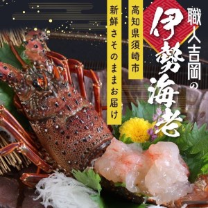 伊勢海老 800g 以上 1尾から4尾 活き伊勢海老 イセエビ えび 高知県 須崎市 伊勢海老 刺身伊勢 海老蒸し 伊勢海老 海鮮丼 伊勢えび おさしみ 伊勢えび カルパッチョ 伊勢えび 粉チーズ 伊