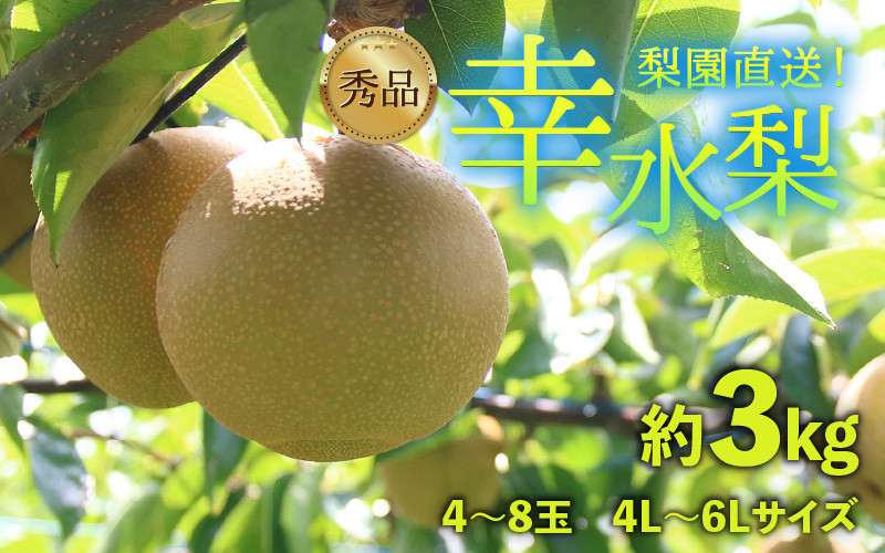 
            【先行予約】上野梨園の幸水梨 約3kg 4L～6L【秀品】《数量限定》梨園直送！ / 期間限定 果物 フルーツ 農家直送 シャキシャキ もぎたて 旬 お取り寄せ ※2025年8月下旬より順次発送
          