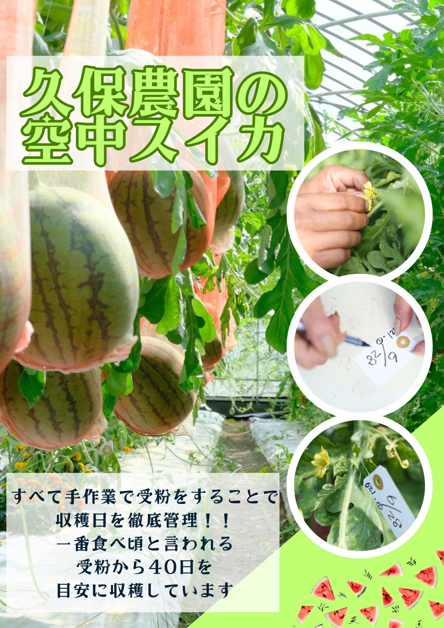 
            御杖村 久保さんの空中スイカ | スイカ 空中スイカ 果物 フルーツ 特別な逸品 贈り物 奈良県 御杖村 みつえむら
          