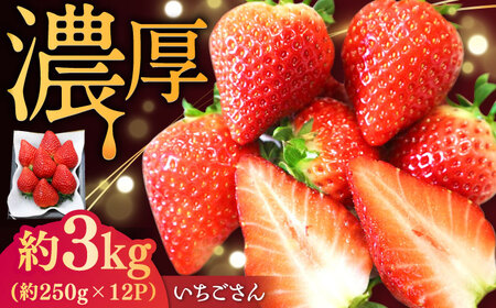 【2027年2月下旬発送】いちごさん 約3kg（約250g×12パック） / 佐賀県 / リフルット株式会社 [41ABAA005]