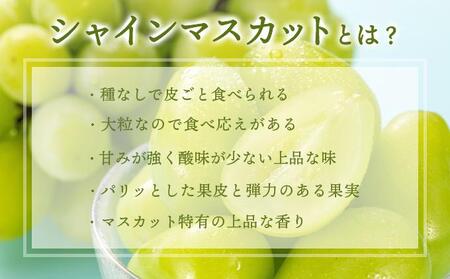 ＜2025年発送分 先行予約＞9月~10月発送お土産シャインマスカット2kg箱【029-a012】
