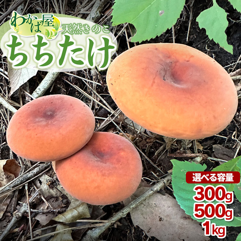 【ふるさと納税】【令和7年産先行予約】　ちちたけ　選べる容量300g・500g・1kg　きのこ 乳茸 天然物 わかば屋