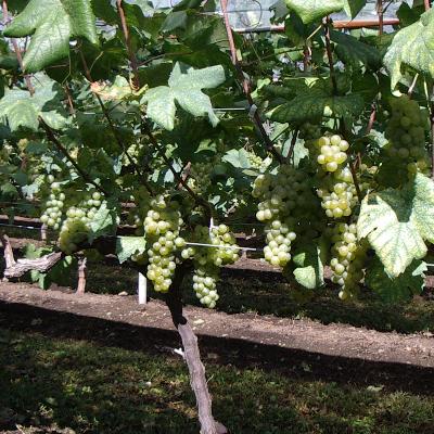 ふるさと納税 花巻市 エーデルワイン 【五月長根リースリング・リオン 白(やや辛口)】6本セット |  | 02