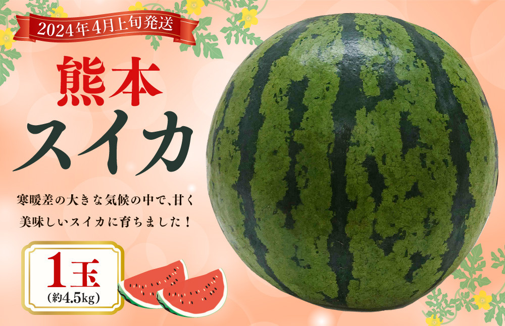 
            熊本スイカ 1玉 約4.5kg前後 【2025年4月上旬発送開始】
          