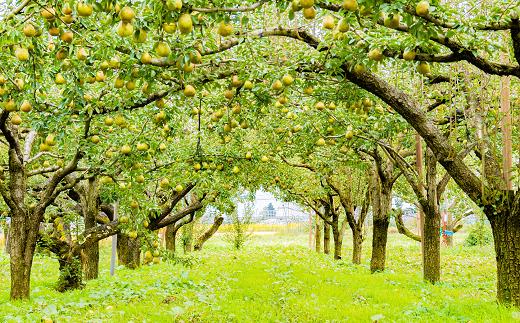 【令和7年産先行予約】 ラ・フランス 約5kg (15～18玉 特秀 2～4L) 《令和7年11月～発送》 『たけひさ農園』 ラフランス 西洋梨 洋なし 果物 山形県 南陽市 [1088-1]