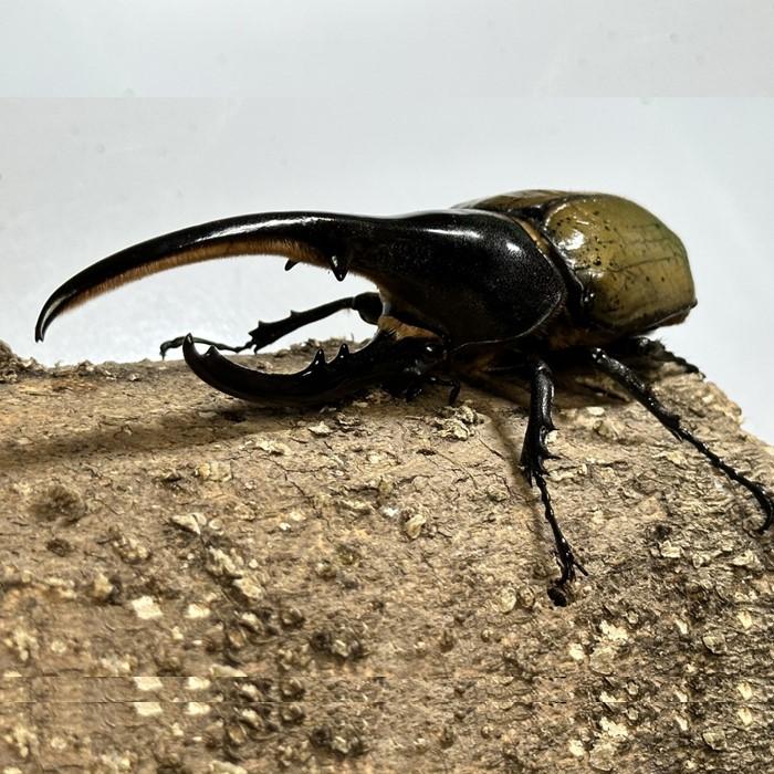 【ふるさと納税】【先行予約】ヘラクレスオオカブトペア（オス120mm～130mm前後・メスフリー）※配送不可地域あり【2026年5月中旬頃より順次発送】 | ヘラクレスオオカブト オス メス 各1匹 飼育セット カブトムシ 昆虫 成虫 子供 観察 飼育 和歌山県 和歌山 白浜町 白浜