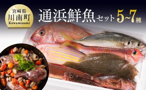 『日向灘海の幸』通浜鮮魚セット【鮮魚 魚介 セット 新鮮 漁協直送 刺身 海の幸 魚 魚介類】