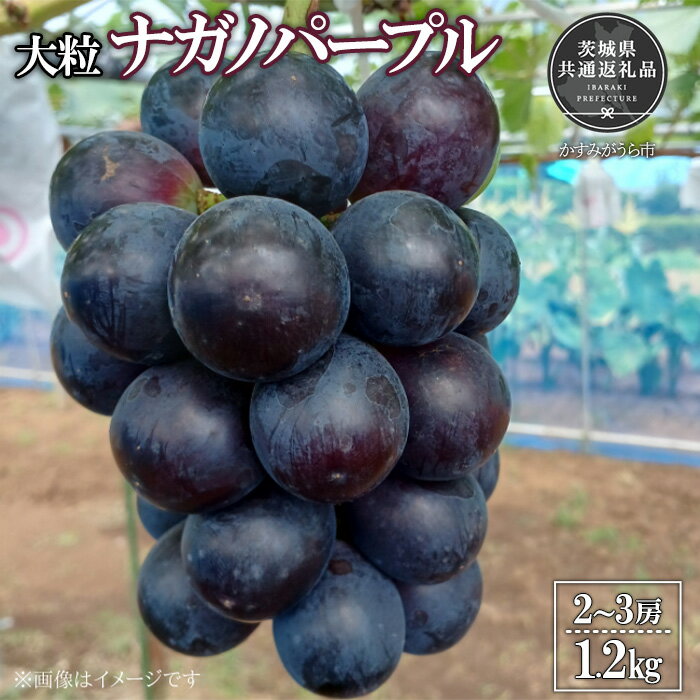 【ふるさと納税】【2026年先行予約】有機肥料栽培 大粒 ナガノパープル 計1.2kg 朝どり 産地直送（茨城県共通返礼品・かすみがうら市産） ／ ぶどう 葡萄 ブドウ ナガノパープル 先行予約 予約 1.2kg 朝どり 産地直送 茨城県