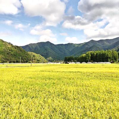 ふるさと納税 吉賀町 令和7年産　吉賀町広石産きぬむすめ　清流高津川のお米　精米5kg |  | 03