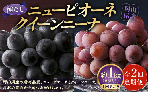【定期便2回】 ［種なし］ 岡山県産 ニューピオーネ ・ クイーンニーナ 1kg箱（2房入り） 【2026年8月下旬発送開始】／ ぶどう ブドウ 葡萄 大粒 種なし 種無し フルーツ 果物 くだもの 果実