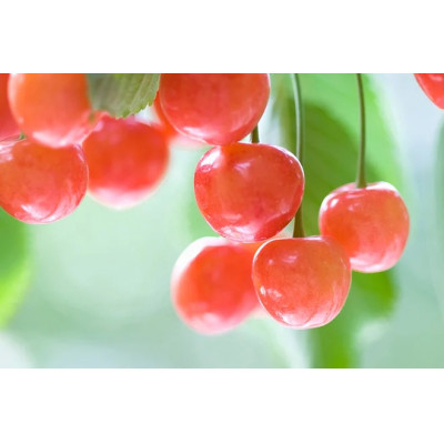 
                  ＜2027年発送＞フルーツ王国　信州中野産　さくらんぼ　佐藤錦　約1kg(約100g×10パック)【1577344】
                