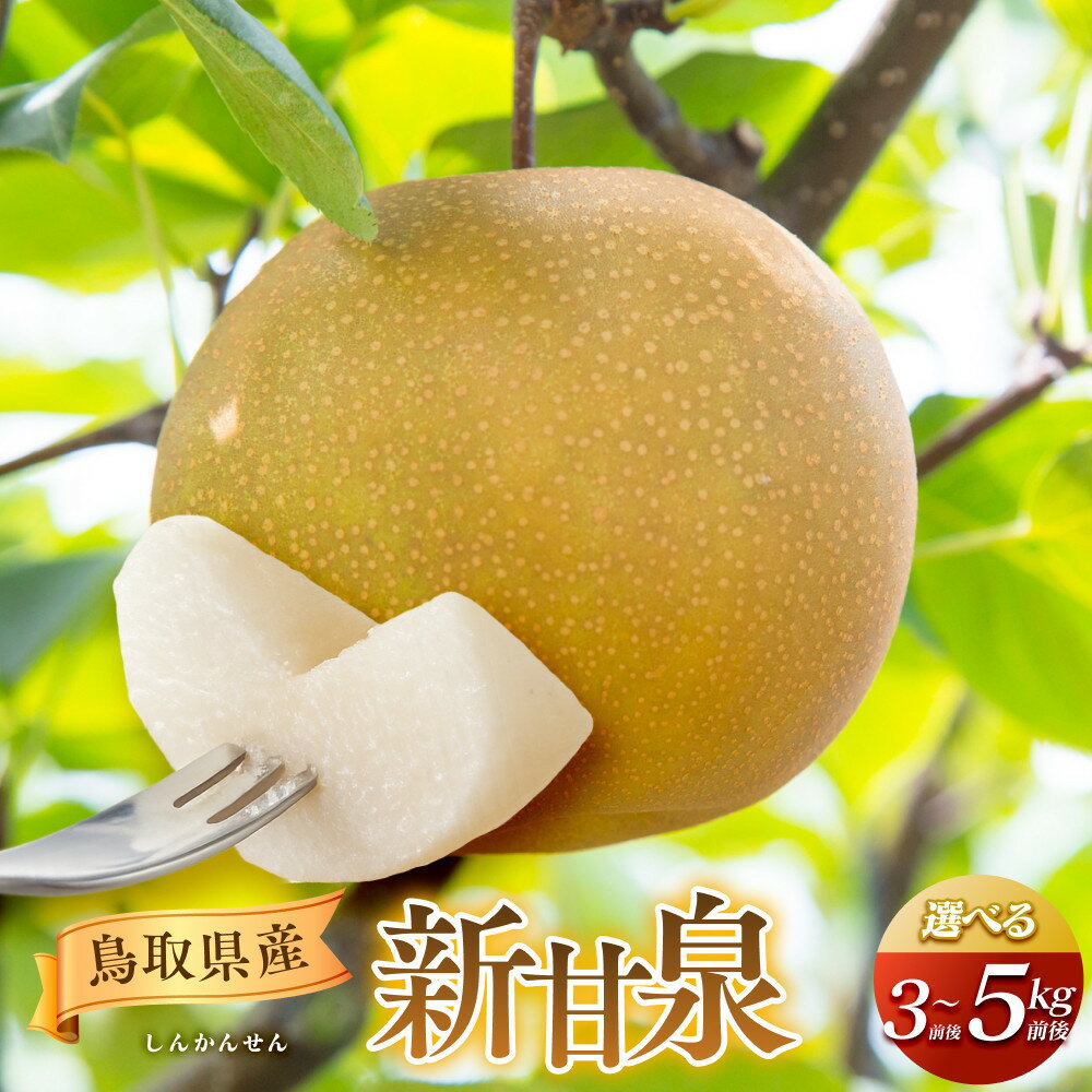 【ふるさと納税】【先行予約】選べる！新甘泉　3kg前後～5kg前後（3～18玉前後） ※2026年8月中旬～9月中旬頃に順次発送予定 | 梨 なし 新甘泉 しんかんせん 果物 フルーツ 3kg 5kg 新鮮 人気 おすすめ 鳥取県産 北栄町 内容量 選べる
