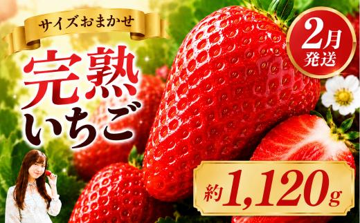 いちご【先行予約】【2027年2月以降発送】とちあいか いちご サイズおまかせ 大人気！ 最旬とちあいか 280g×4パック　合計1120g【栃木県 真岡市産】いちご 果物 イチゴ 苺 旬 産地直送 国産