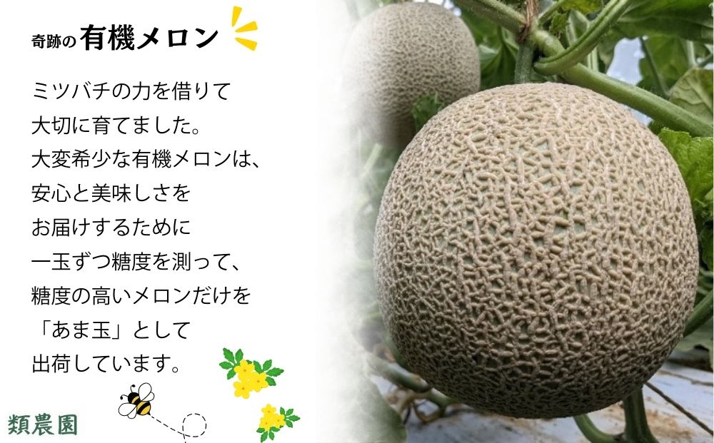 ＼予約販売／【7月下旬〜8月上旬出荷】有機メロン「甘玉」2玉 ／ ふるさと納税 メロン 有機 甘玉 贈答 ギフト お盆 お供え デザート おいしい 奈良県 宇陀市 類農園