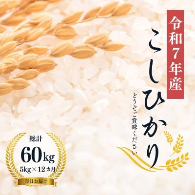 ふるさと納税 福島市 【令和7年産】大文字屋米穀店【定期便12回】コシヒカリ 5kg　精米　No.2498