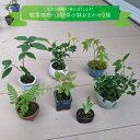 【ふるさと納税】＜【お任せ3種】 種から育てた ミニ観葉植物 盆栽 小鉢 ＞テーブルプランツ 小さい プラントポット お花 緑 グリーン オシャレ 屋内 室内 癒やし シンプル 植替え ガーデン 置物 山野草 シダ植物 福袋 佐川町から直送 らんまん 朝ドラ 牧野富太郎 庭 花 草木