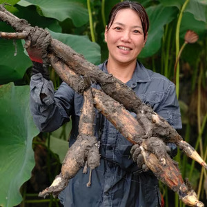 【栽培期間中農薬不使用】奈良県山添村産　掘りたて土付きレンコン詰め合わせ２kg