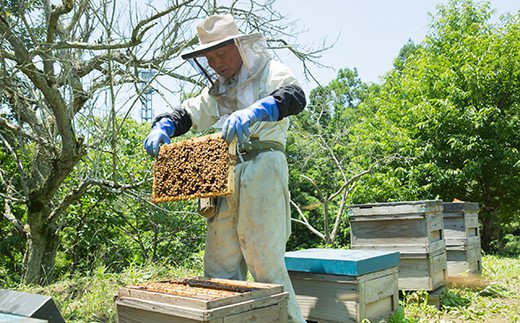 アカシア蜂蜜 1000g 富岡国産純粋はちみつ