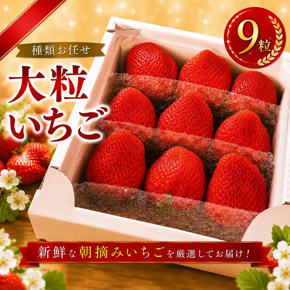 大粒 いちご 9粒 種類お任せ 旬 【先行予約 1月から発送】