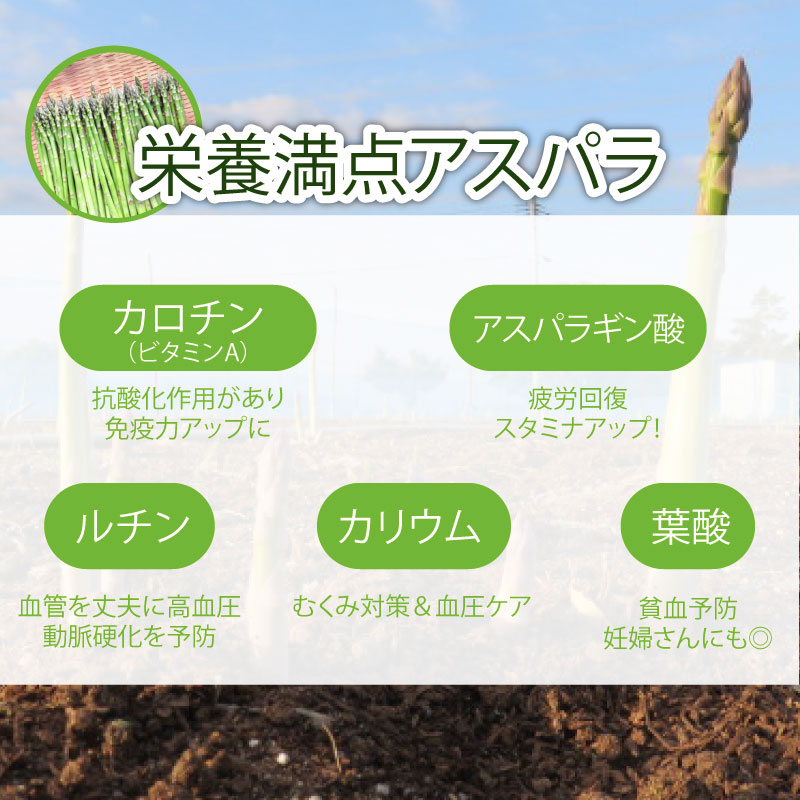 先行予約 紫入りアスパラ レギュラーと太め混合 １㎏ 朝採れ 新鮮 令和7年産 アスパラ アスパラガス 甘い 太い 柔らかい 特産品 野菜 春野菜 星野農園 新潟 新潟県 新発田産 新発田市 hosh