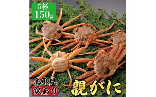 【活物】訳あり親ガニ(セコガニ) 150g　5杯