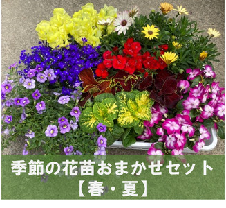 【9月以降順次発送】季節の花苗おまかせセット