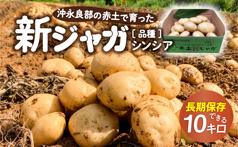 
                  【2026年先行予約】沖永良部の赤土で育った新ジャガイモ 10kg（シンシア）2～4月お届け　C054-002-02
                