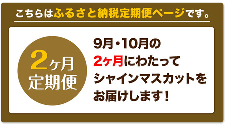 シャインマスカット マスカット 定期便 晴王 2ヶ月 定期便 [2024年先行予約] シャインマスカット 晴王 岡山県産 2房 約1kg《9月上旬-11月上旬頃出荷(土日祝除く)》 ハレノフルーツ マ