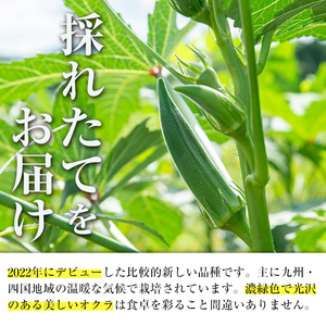 先行予約 2026年7月下旬～10月下旬の間に発送予定 いずみ産 オクラ 新たな品種・ジュピター 1.2kg 【イーサイドライン】 i1216-B