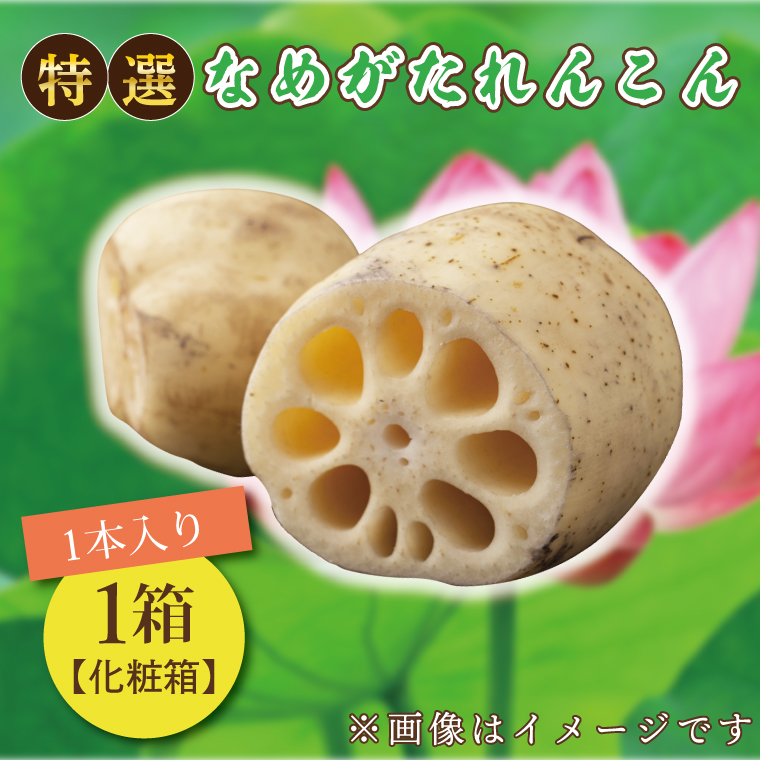 【先行予約】★2026年9月より発送★ JA 特選なめがたれんこん1箱（化粧箱）(AE-10)