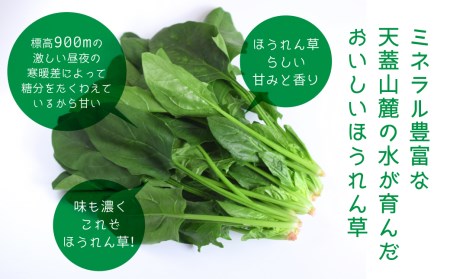 令和8年産 ほうれん草 180g×5袋 ほうれん草 ほうれんそう
