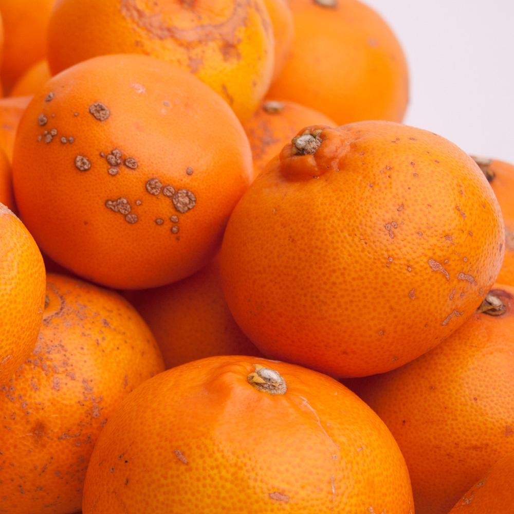 ［先行予約］家庭用 せとか1kg+250g（傷み補償分）［柑橘・春みかんの王様］［わけあり・訳あり］［光センサー選果・食べ頃出荷］［IKE118］