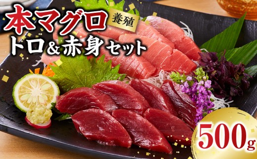 本マグロ（養殖）トロ＆赤身セット　500g［KS12］｜マグロ 国産 本まぐろマグロ まぐろ 鮪 刺身 海鮮丼 お刺身 まぐろ丼 お寿司 手巻き寿司 人気マグロ おすすめマグロ ギフト 贈答 まぐろ和歌山 マグロ刺身 冷凍マグロ 本マグロ まぐろ刺身 海鮮 魚介類 魚 さかな マグロ 高評価