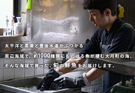 【定期便4回】山田さんちの鮮魚便(3月始まり)