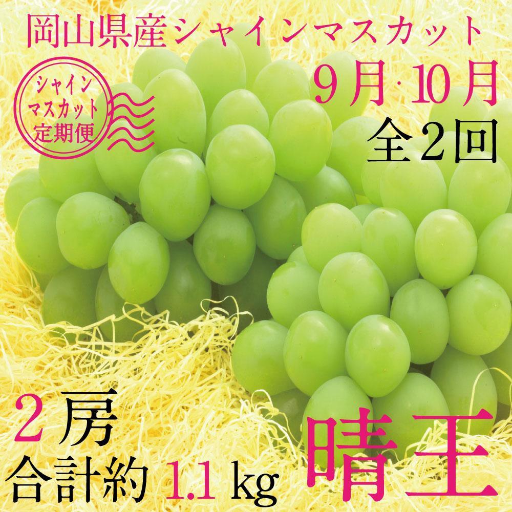 【ふるさと納税】[HS]【定期便 全2回】ぶどう 2026年 9月・10月発送 シャイン マスカット 晴王 2房（合計約1.1kg） ブドウ 葡萄 岡山県産 国産 フルーツ 果物 ギフト | フルーツ 果物 くだもの 食品 人気 おすすめ 送料無料