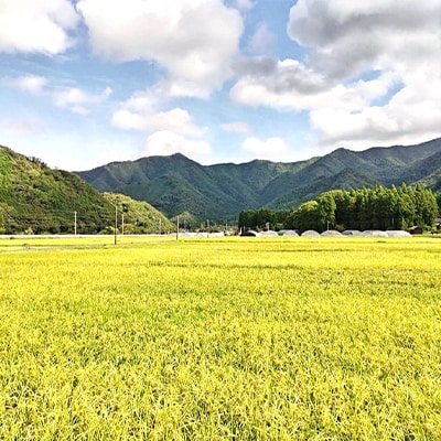 令和8年産　吉賀町広石産コシヒカリ　清流高津川のお米　精米5kg