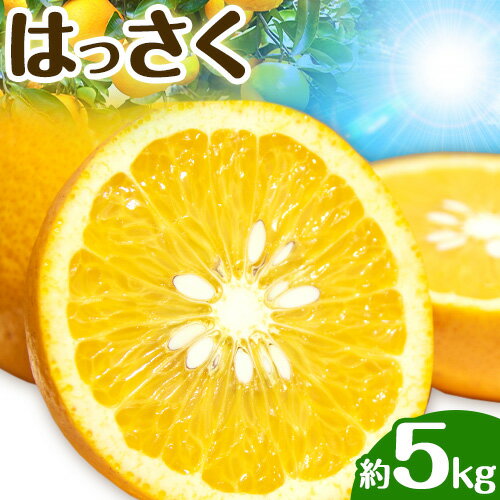 【ふるさと納税】はっさく 皮むきに便利なムッキーちゃん付き 約5kg ときわオンライン【先行予約】《2025年10月上旬-2026年2月中旬頃出荷》 和歌山県 紀の川市 フルーツ 果物 八朔 柑橘 送料無料