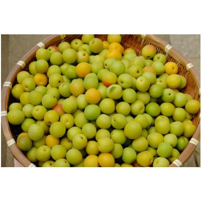 ふるさと納税 由良町 2026/6月より発送【梅干し・梅酒用】紀州和歌山の熟南高生梅　MorL-2kg